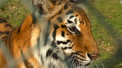 アブダビ野生生物センターのアムールトラ。センターの動物の９割が保護されたもの