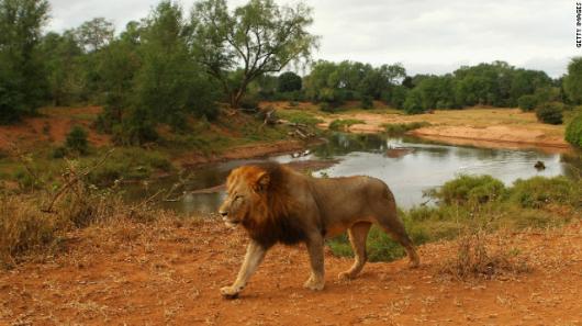 クルーガー国立公園の保護区域を歩くライオン