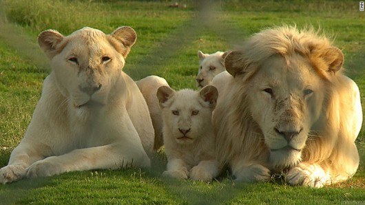 アブダビ野生生物センターのホワイトライオン。闇市場で５万ドルで取引されるという