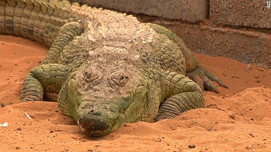 ラスアルハイマ野生生物センターのナイルワニ。絶滅危惧種。その子どもはたった１５０ドルで取引されるという