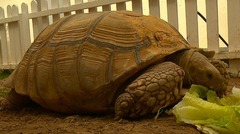 ドバイ動物救急センターのカメ。カメは長寿のため、飼育する際は将来の計画も必要