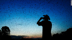 ザンビア・カサンカのコウモリの大移動。５００万匹集まれば美しく見える？＝Naturetrek提供