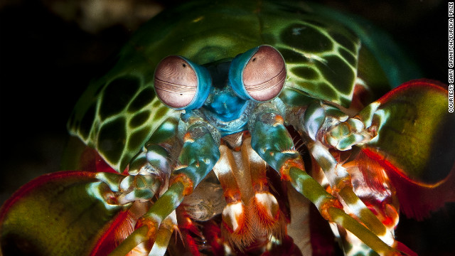 モンハナシャコ：色鮮やかなモンハナシャコは、海洋生物の中でも最も複雑な視覚システムを持つ生き物の１つ。また、その「はさみ」は軟体動物の殻を砕くほど力強い＝Gary Granitch/Eureka Prize提供