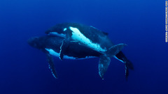 ザトウクジラの交尾：コンテスト事務局によれば、これは、ザトウクジラの交尾の様子を撮影した初めての写真だという。オスは交尾の権利を得るために、何時間にもわたり他のオスと争わなくてはならなかった＝Jason Edwards/Eureka Prize提供