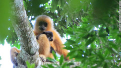 海南テナガザルは中国・海南島に生息。成体は２０匹未満と見られている＝Zoological Society of London提供