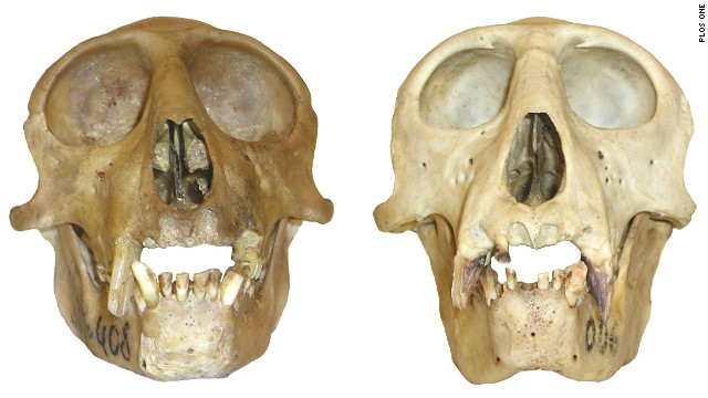 レスラの頭蓋骨（右）とフクロウグエノンの頭蓋骨　(C) Plos One