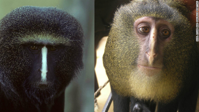 フクロウグエノン(左)とレスラ (C) Noel Rowe and Maurice Emetshu