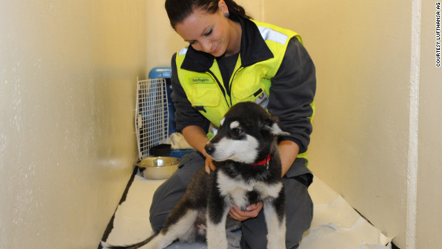 ご主人さまとの再会を待つ犬＝ルフトハンザ提供