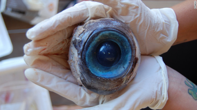 見つかった巨大な「眼球」＝フロリダ州魚類・野生生物保存委員会提供