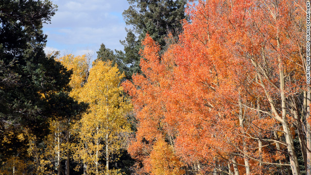ニューメキシコ州内の５つの国有林の１つ、カーソン国有林で見られる紅葉 (C)NEW MEXICO TOURISM DEPARTMENT
