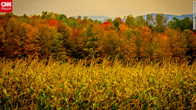 バーモント州バレでは、黄色のトウモロコシ畑の向こうに赤く色づいた木々が見える