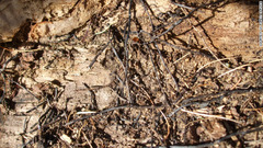 マルール国有林の世界最大のキノコ。巨大茸はコロニーを作り、菌床である針葉樹の根を腐らせ、木を枯らしてしまう　(C)US Forest Service