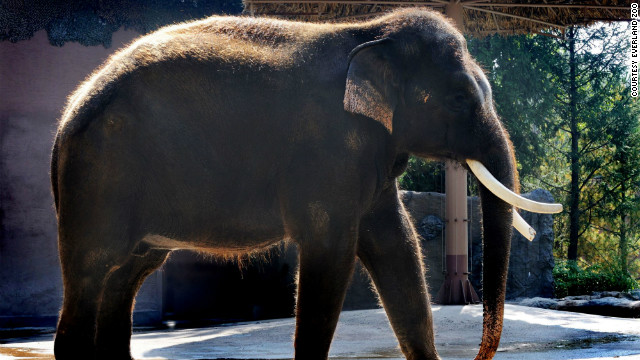 人間の言葉に似た音を発するアジアゾウの「コシック」　EVERLAND ZOO提供写真
