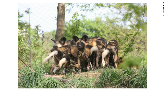 ピッツバーグ動物園で飼育されているリカオン＝PITTSBURGH ZOO提供