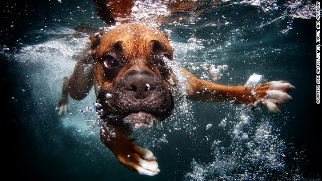 Cnn Co Jp 犬の 変顔 写真が話題に 水中のユニークな表情を撮影 1 3