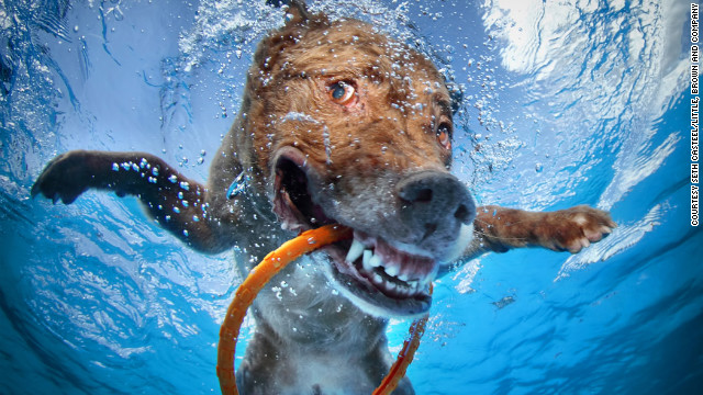 Cnn Co Jp 犬の 変顔 写真が話題に 水中でのユニークな表情 5 11