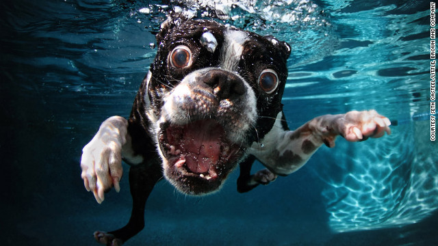 Cnn Co Jp 犬の 変顔 写真が話題に 水中のユニークな表情を撮影 3 3