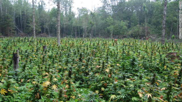 ウィスコンシン州で見つかった非合法の大麻農園＝同州当局提供
