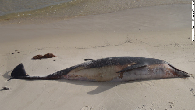 打ち上げられた死骸＝４日、Institute Marine Mammal Studies提供