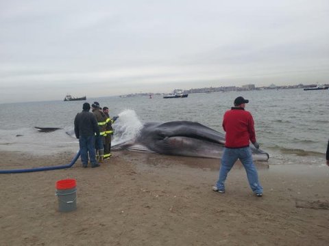 弱ったクジラに水をかける消防隊員ら＝消防隊提供