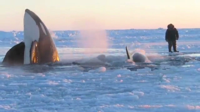 Cnn Co Jp シャチ１１頭 氷結の湾で閉じ込められる 呼吸難で死ぬ恐れ 1 2