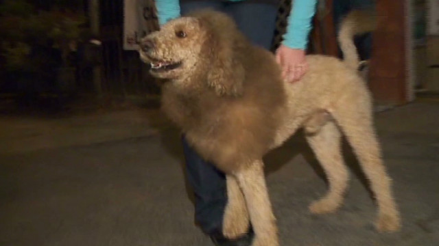 ライオンに扮した犬