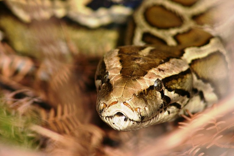 米フロリダ州で「ヘビ狩りコンテスト」を開催中＝フロリダ州野生生物保護当局提供
