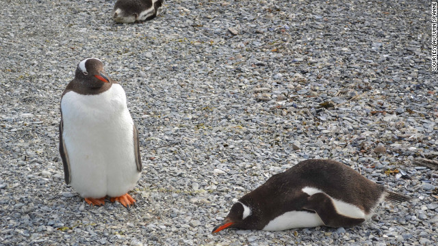 ティエラ・デル・フエゴ諸島ではくちばしがオレンジ色のペンギンが見られる　写真提供＝Autumn Spanne