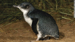 フィリップ島（オーストラリア）には世界最小のコガタペンギンが生息する　(C) Phillip Island Nature Park