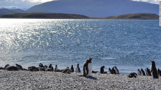 ティエラ・デル・フエゴ諸島（アルゼンチン～チリ）では群れと一緒に歩けるプランがある　写真提供＝Autumn Spanne