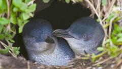 コガタペンギンの体重は３ポンド（約１.３６キロ）未満と言われる　(C) Phillip Island Nature Park