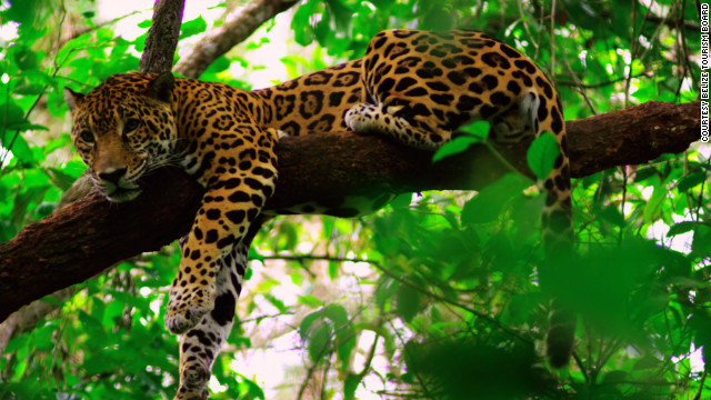 ベリーズ動物園では150種の在来動物が見られる 写真提供=BELIZE TOURISM BOARD