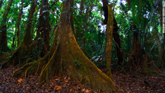世界初のジャガー保護区であるコックスコム・ベイスン・ワイルドライフ・サンクチュアリ　写真提供＝BELIZE TOURISM BOARD