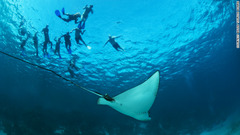 シュノーケリングやダイビングに最適なホル・チャン海洋保護区　写真提供＝BELIZE TOURISM BOARD
