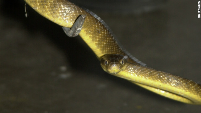 グアム島に生息する外来種のヘビ、ミナミオオガシラ