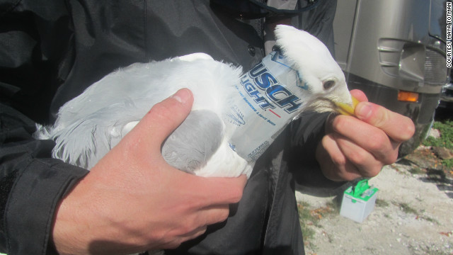 ビール缶を首にはめられていたセグロカモメ　(C)Florida Keys Wildlife Rescue
