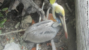 (C)Florida Keys Wildlife Rescue