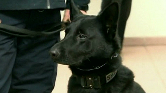 Cnn Co Jp 事件出動の警察犬 発見の短銃を 誤って 発射 米東部 Cnn Co Jp 事件出動の警察犬 発見の短銃を 誤って 発射 米東部