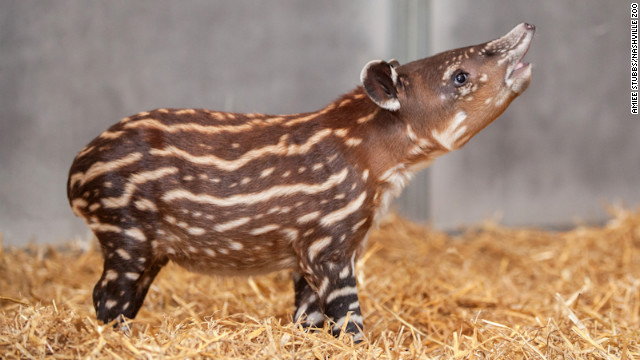 赤ちゃんベアードバクの「フェリックス」(C)Nashville Zoo