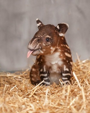 舌を出すベアードバクの赤ちゃん「フェリックス」　(C)Nashville Zoo