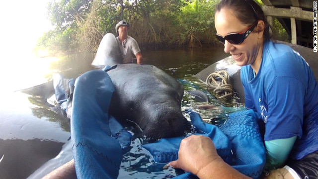 フロリダ州当局によると赤潮でマナティーが大量死＝FLORIDA FISH AND WILDLIFE提供