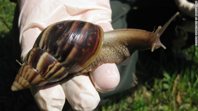 カタツムリ の 寄生 虫