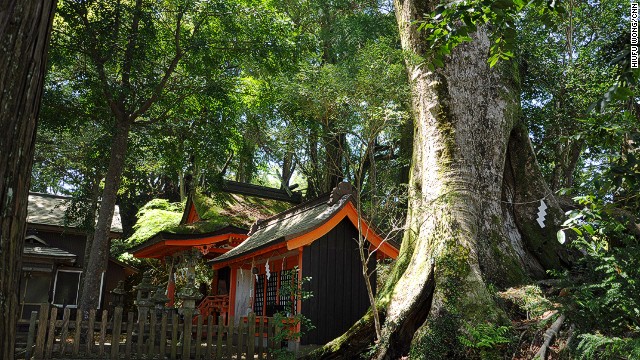 古代の神社は自然信仰から生まれた。高原熊野神社の巨木には、神木であることを示す紙垂（しで）が掛かっている
