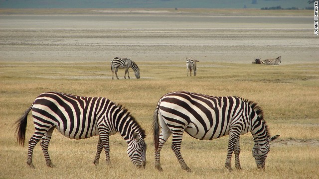 １５ セレンゲティ国立公園（タンザニア）　写真＝JO ANN WHITAKER