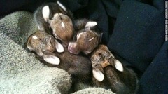 生後間もないウサギの赤ちゃん４匹