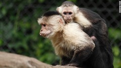 動物園にはマリーの名を取って「マリブ」と名付けられた島のあるサル舎が新設される