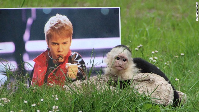 マリーは保護施設にいる間も動物園に来てからも、ビーバーさんが与えたと思われる縫いぐるみを離さなかったという