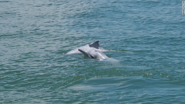 Cnn Co Jp 香港の ピンクイルカ が激減 絶滅の危機 1 2