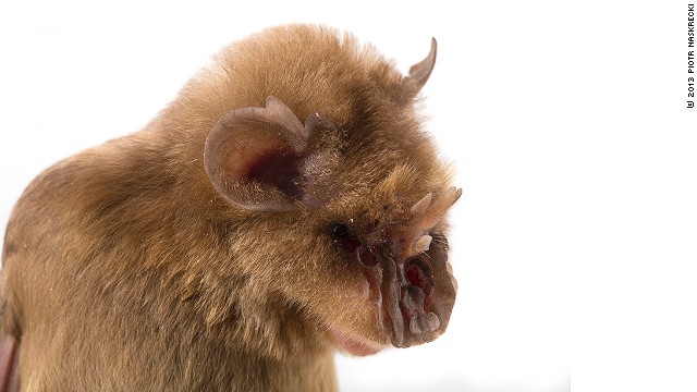 Cnn Co Jp 新種が続々 チューバッカ コウモリ も モザンビークで生物調査 1 2 Cnn Co Jp 新種が続々 チューバッカ コウモリ も モザンビークで生物調査 1 2