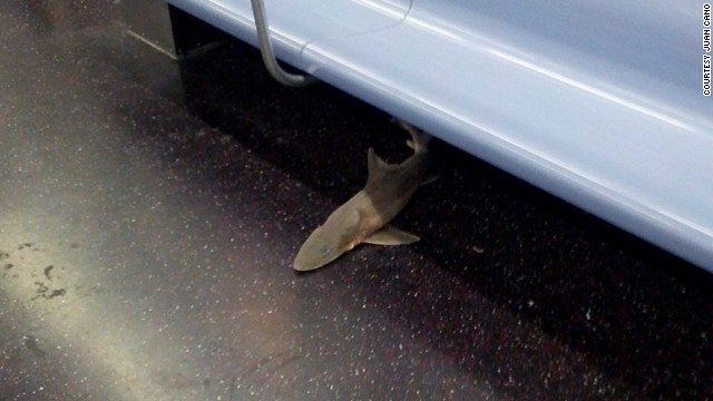 米ＮＹの地下鉄車内に「サメ」が＝JUAN CANO氏提供